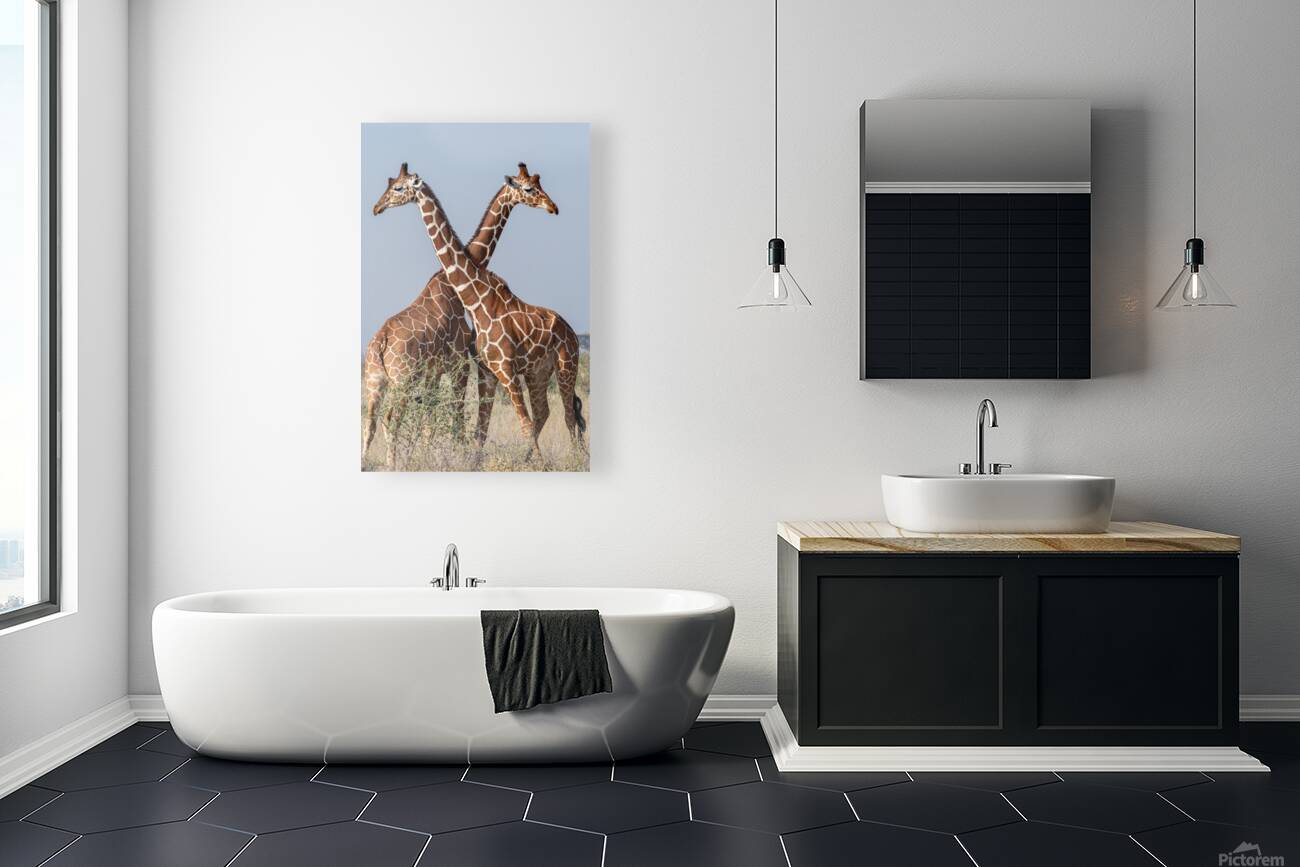 Reticulated Giraffes Reproduction