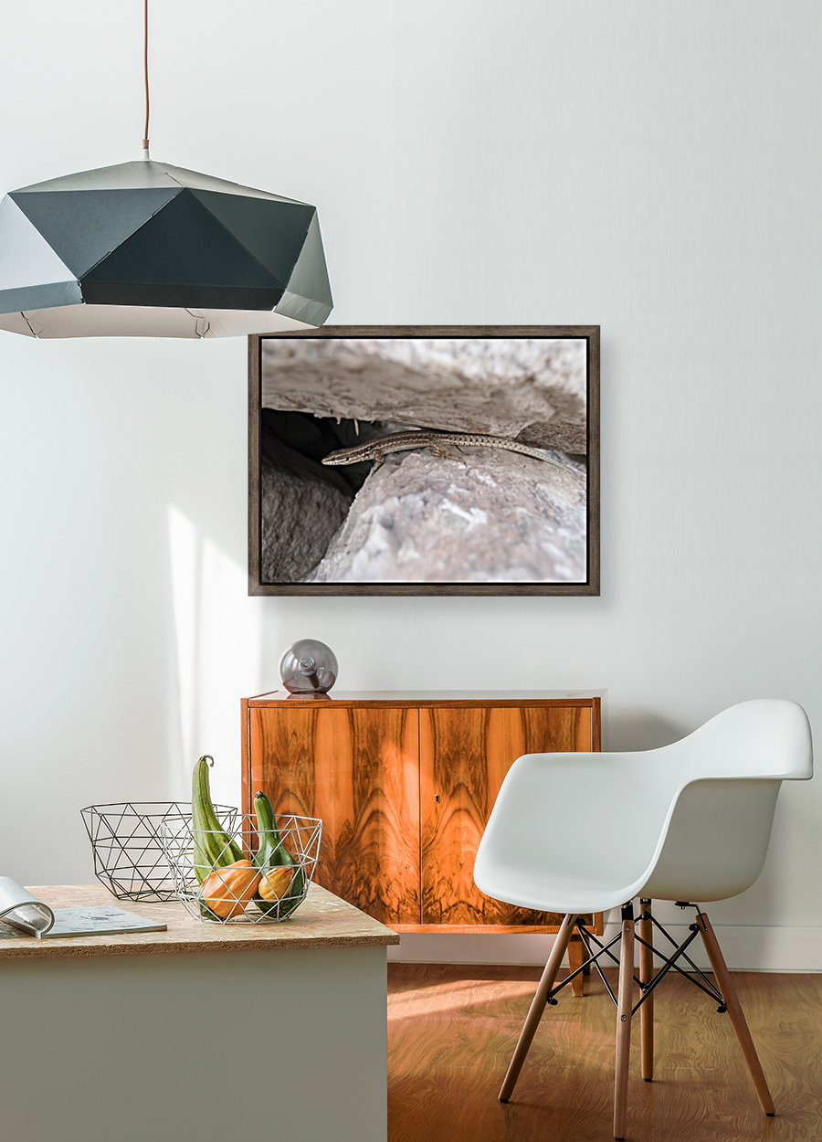 A.P.Polo - Pyrenees Reproduction