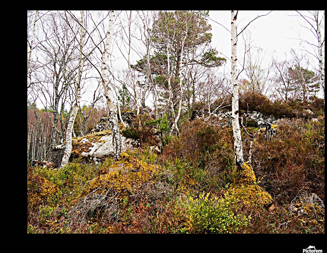   Fairies Delight in the Scottish Highlands                                                                                                                    Reproduction
