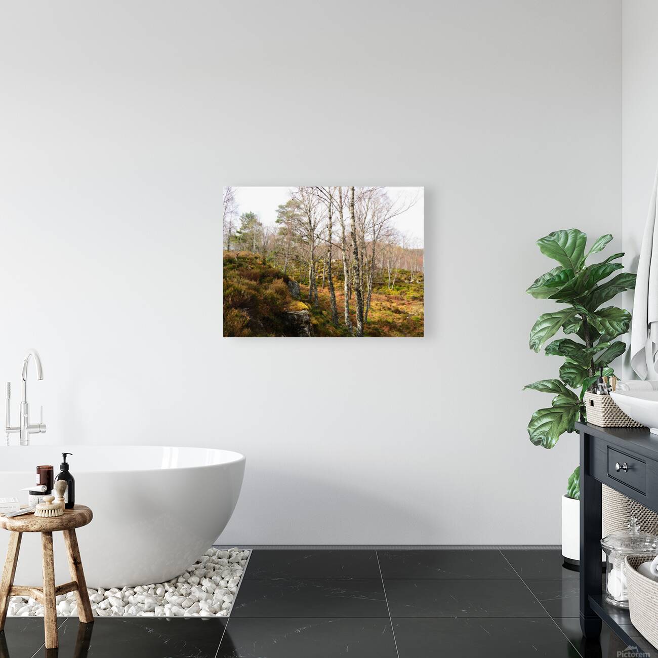 Springs Birch Song for the Scottish Highlands                                                                                                                      Reproduction