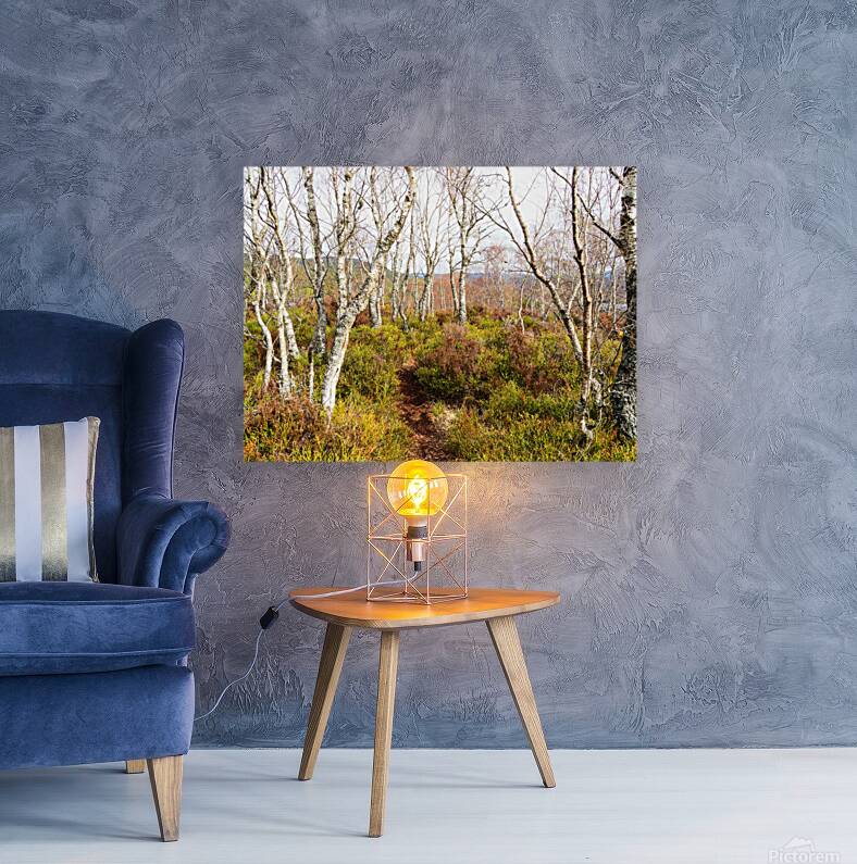  Scottish Highlands Spring Birch Trees                                                                                                                     Reproduction