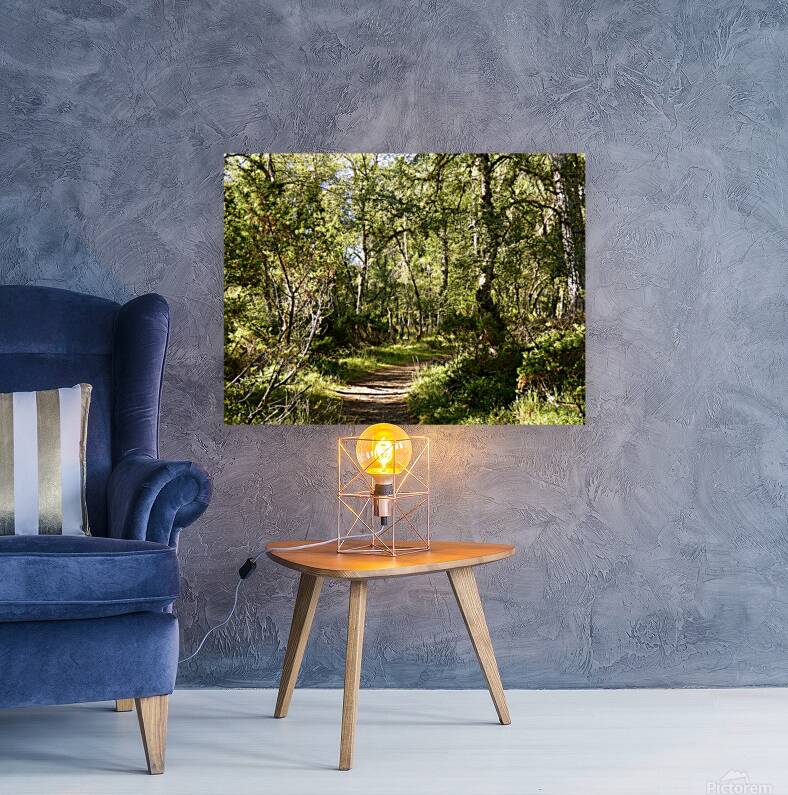 Scottish Highlands Forest Path  Reproduction