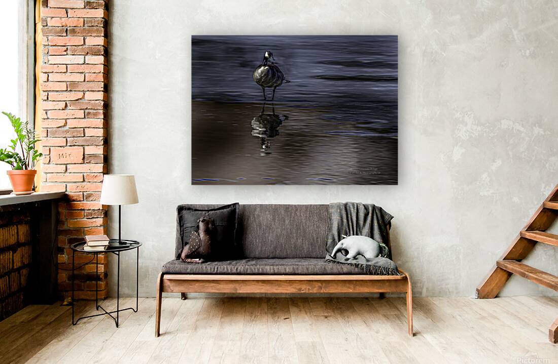 10886 Canada s  Goose Reflects Reproduction