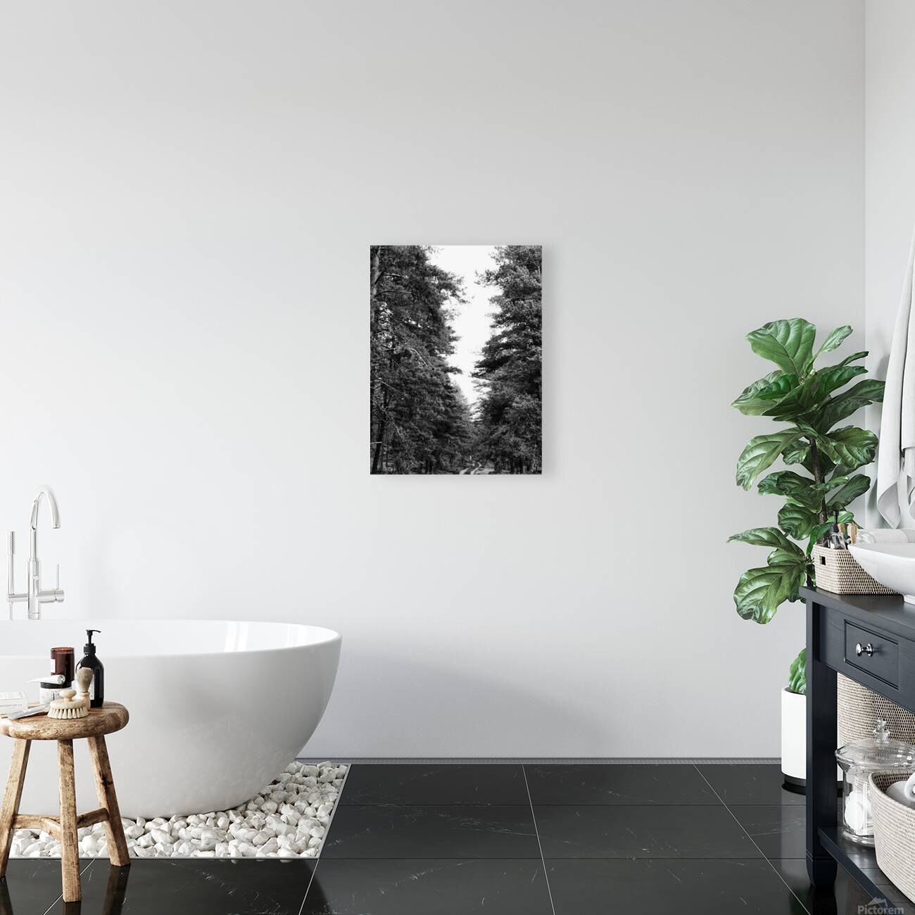 Monochrome Pine Woods in the Scottish Highlands                                                                                                                      Reproduction