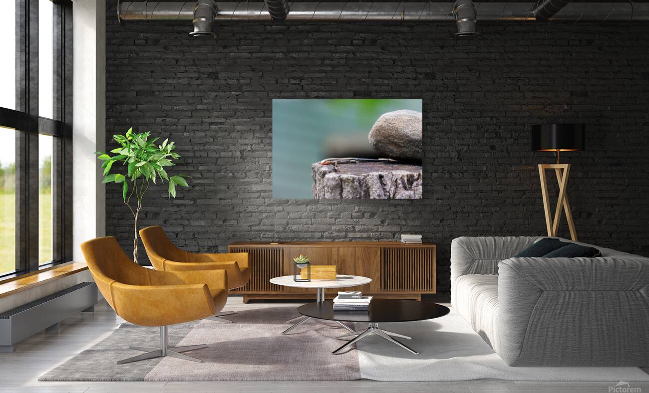 Juvenile Five Lined Skink Reproduction