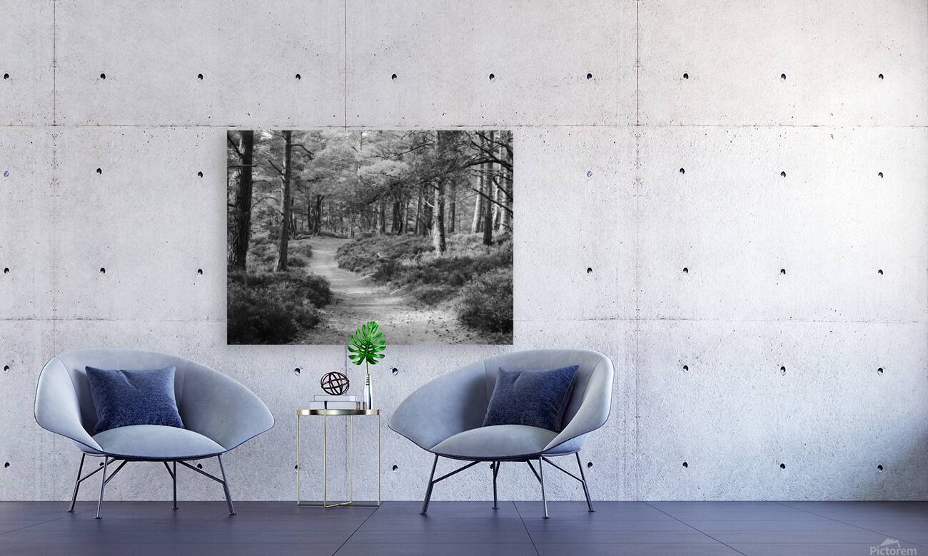 Black and White Forest Walk through the Scottish Highlands Reproduction