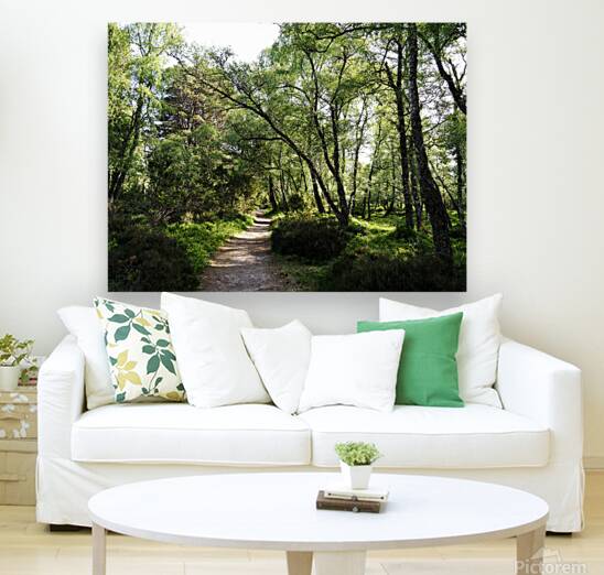  May Birch Forest Trail in the Scottish Highlands                                                                                                                     Reproduction