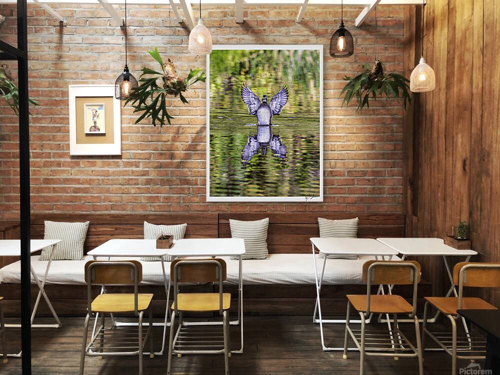 Wood Duck Hen Spread Reproduction