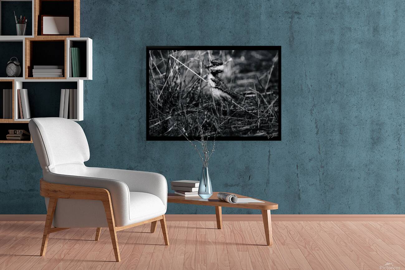 Cloaking Killdeer Reproduction