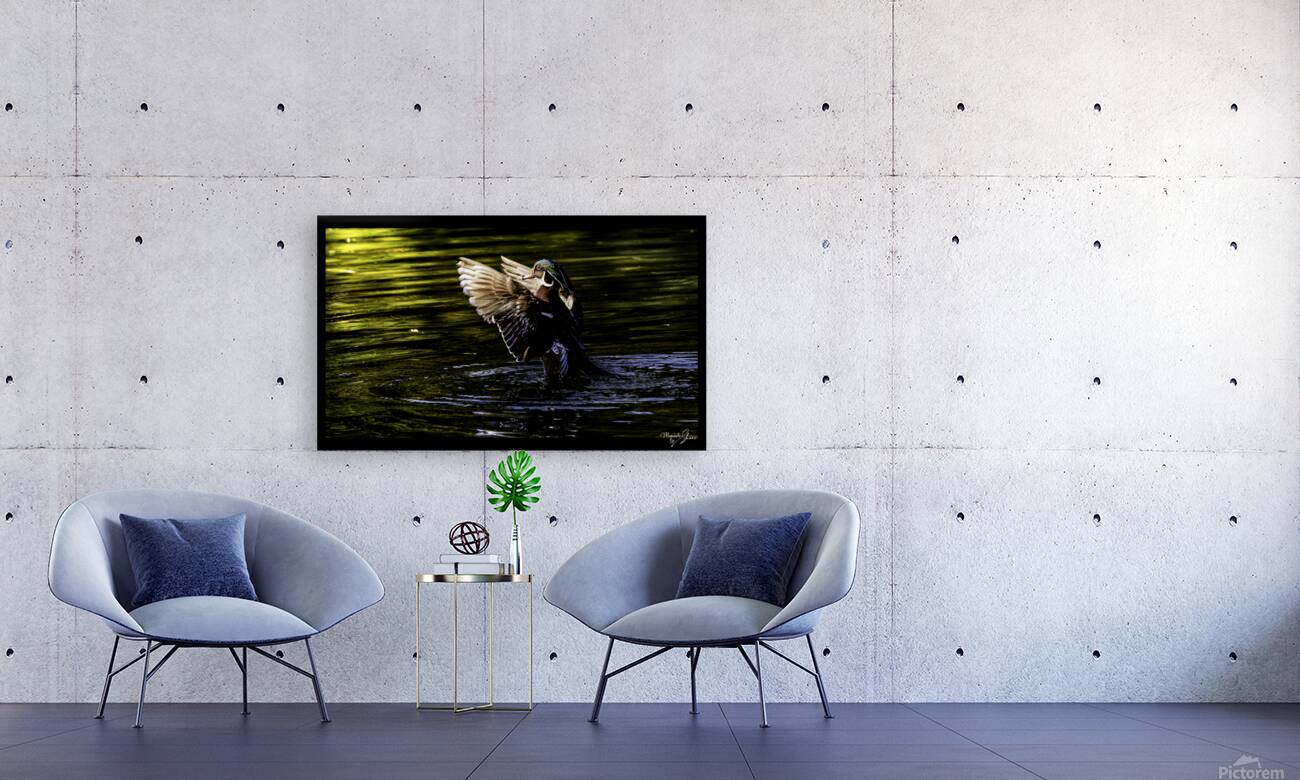 Morning Wood Duck Reproduction