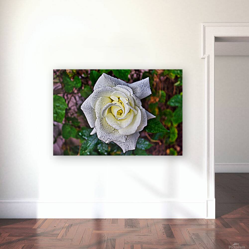 WHITE ROSE   Reproduction