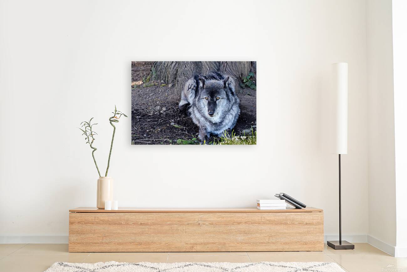 Gray Wolf resting beneath a tree Reproduction