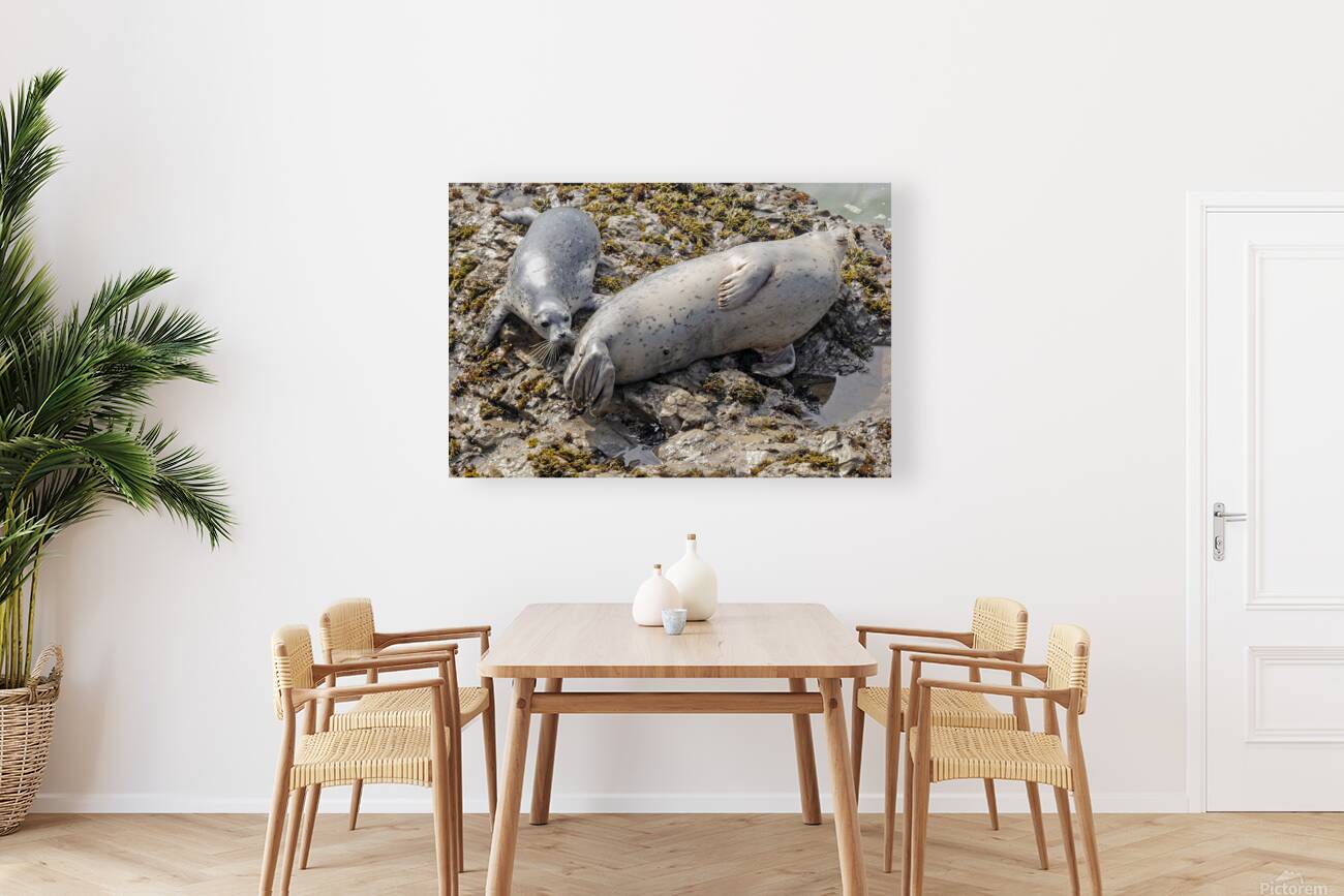 Seal pup and mom on rocks Reproduction