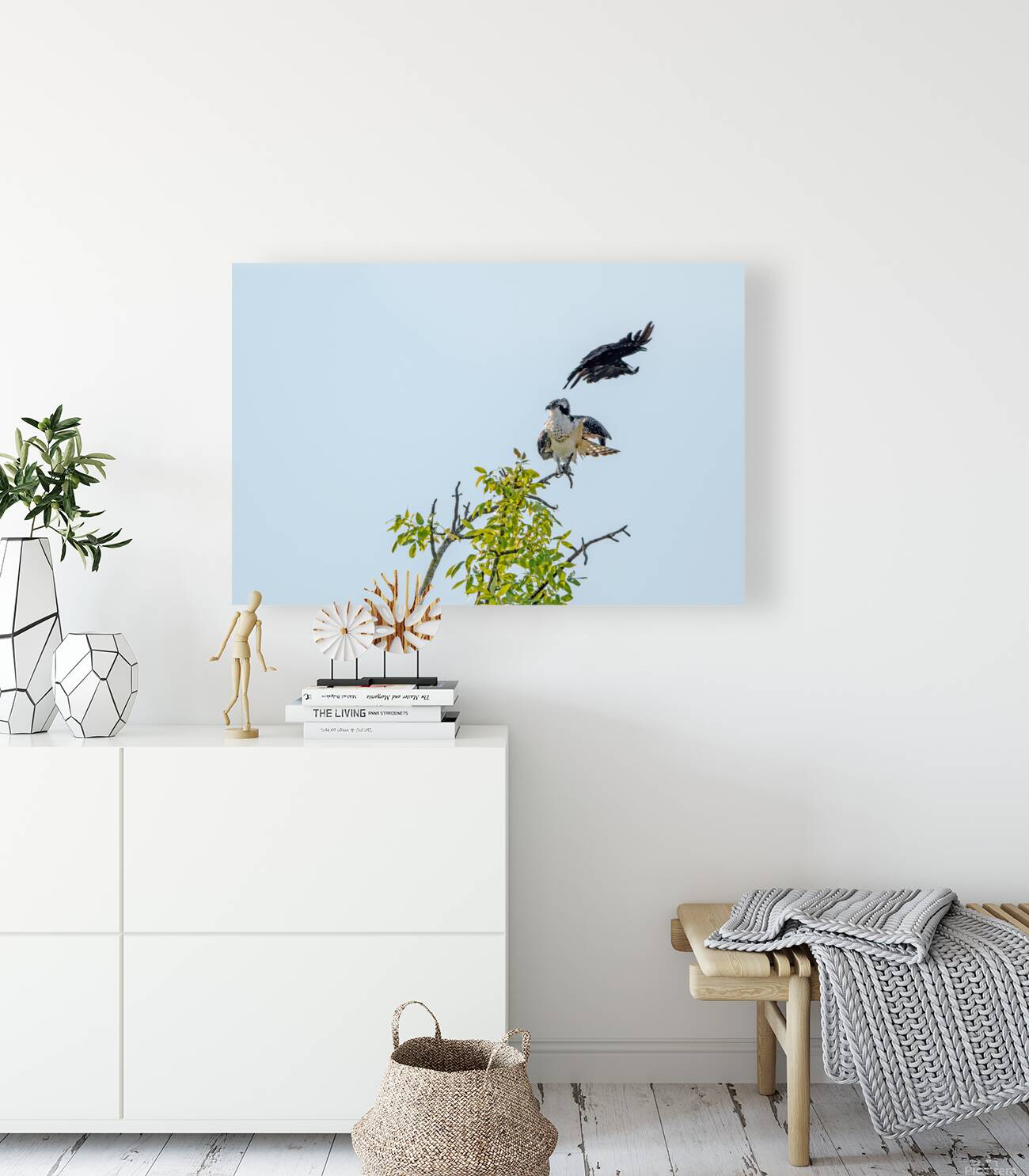 Osprey being strafed by an American Crow Reproduction