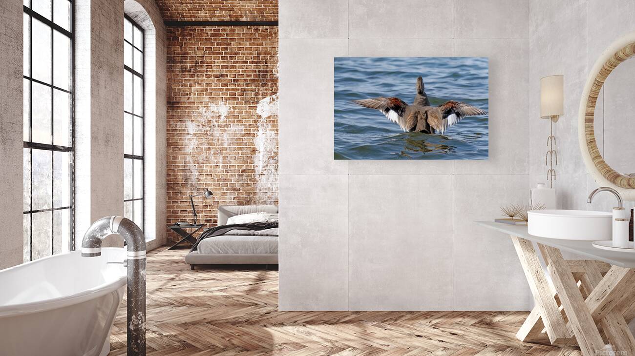 Male Gadwall wing display Reproduction