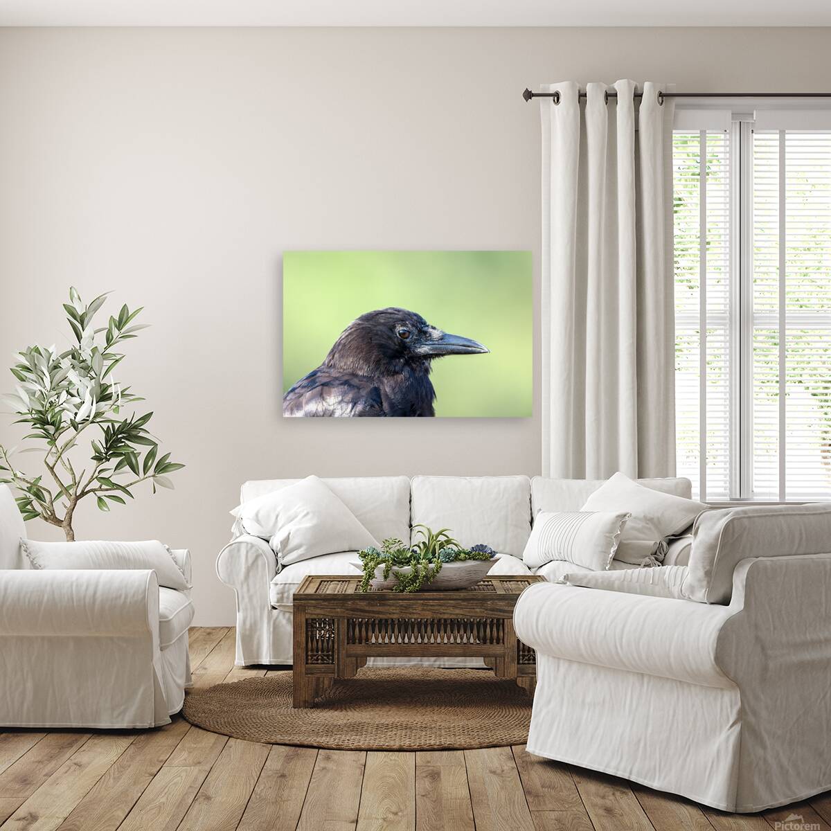 Close up profile of single American Crow Reproduction