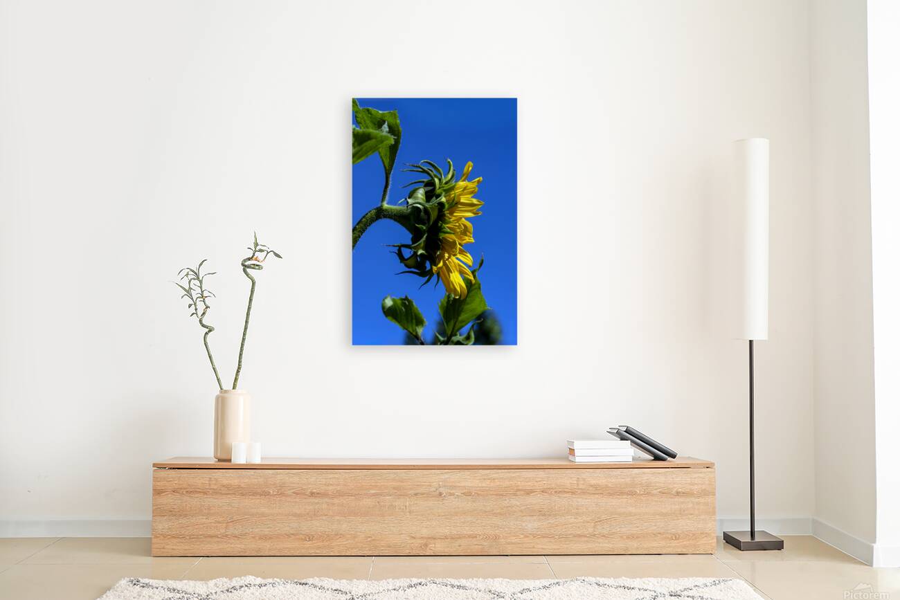 Sunflower against blue cloudless sky Reproduction