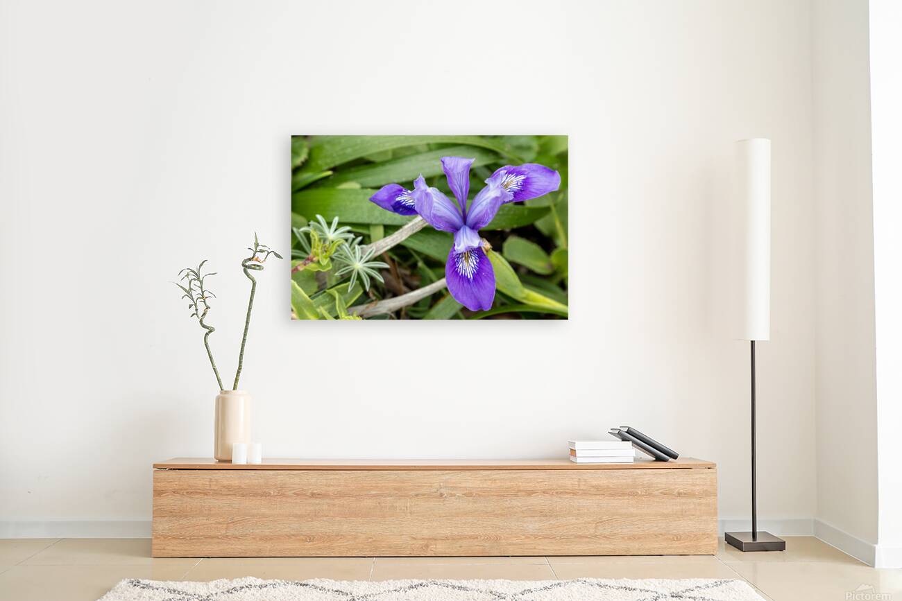 Close up of dwarf iris Reproduction