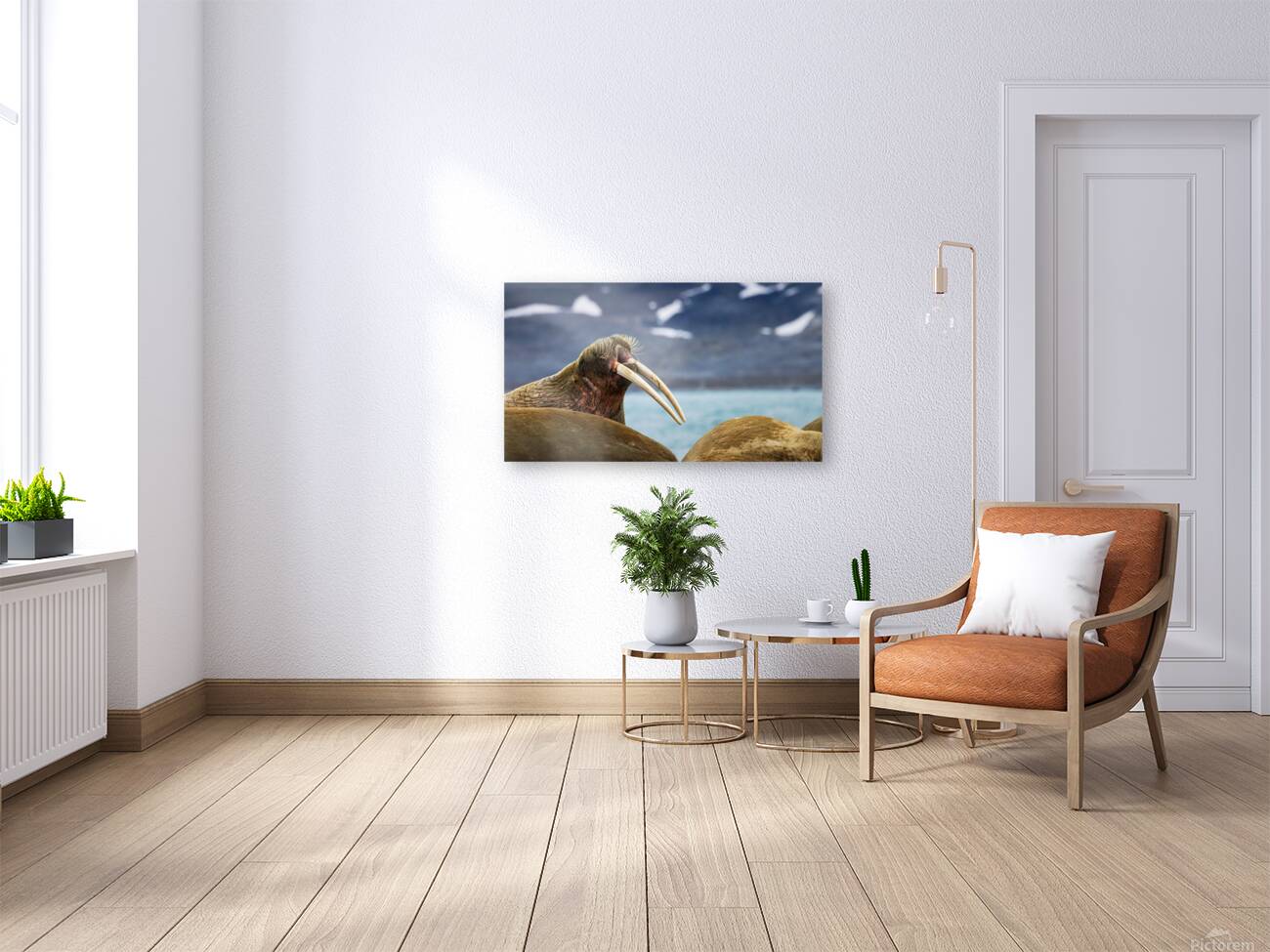 THE ARCTIC ELDER Reproduction