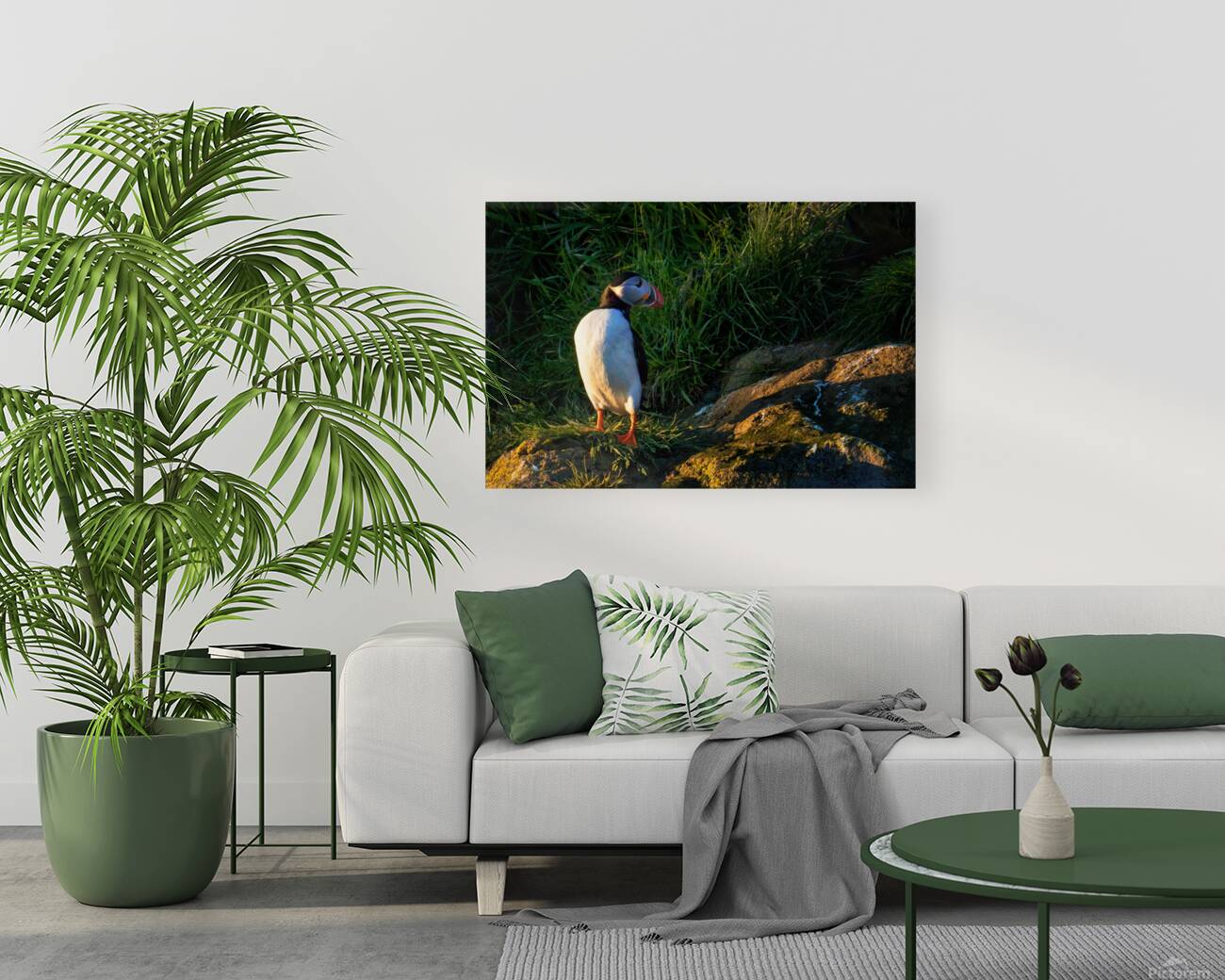 NORTH ATLANTIC PUFFIN Reproduction