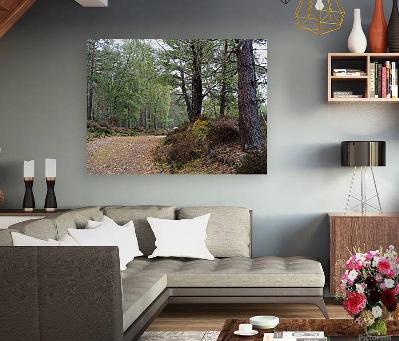 Peaceful Autumnal Forest Trail                                                                                                                      Reproduction