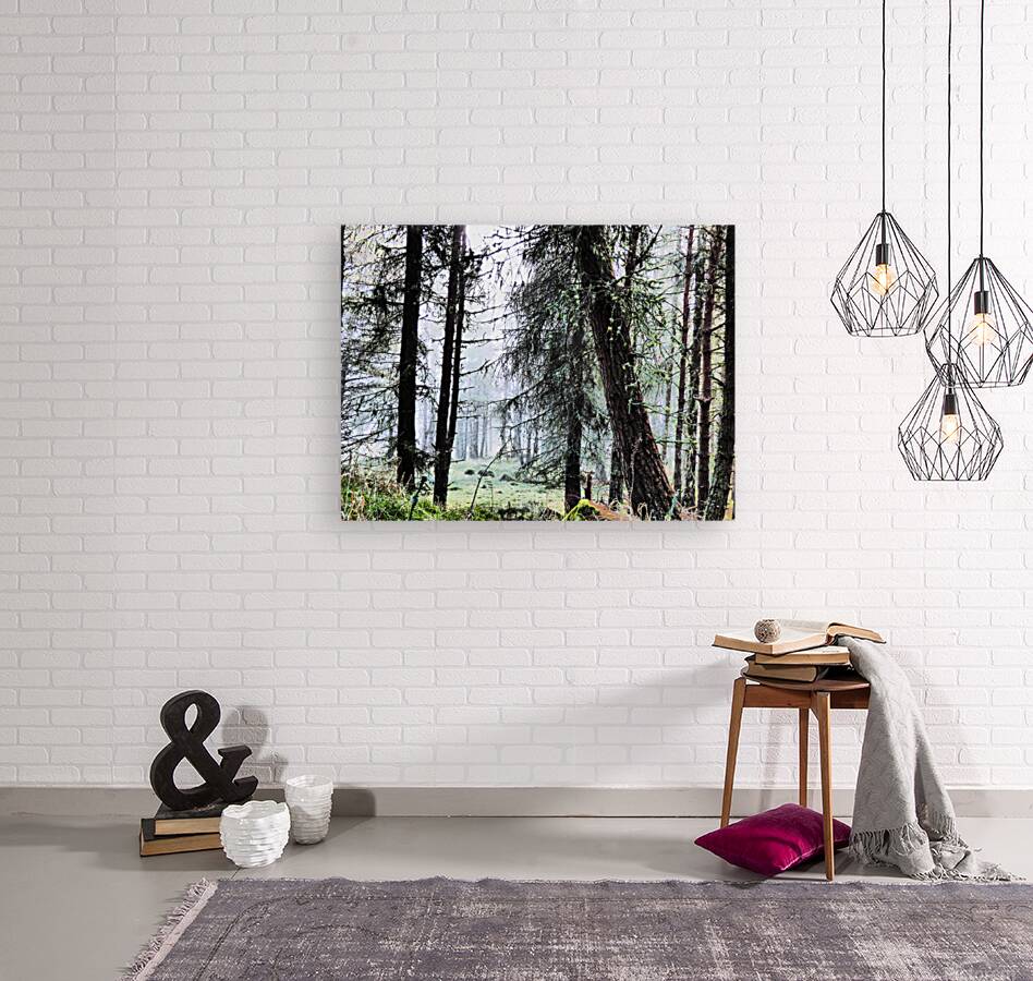 Scottish Highlands Misty Morning Pine Forest Reproduction