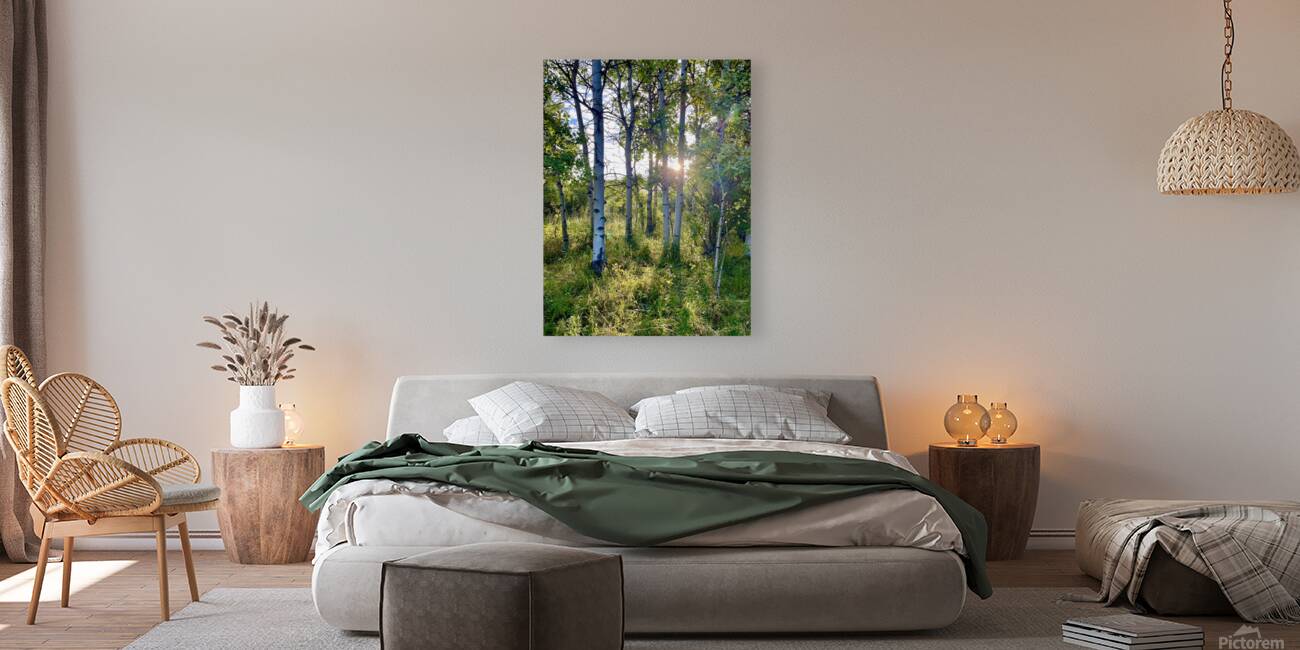 IMG 2143 Light through the aspens Reproduction