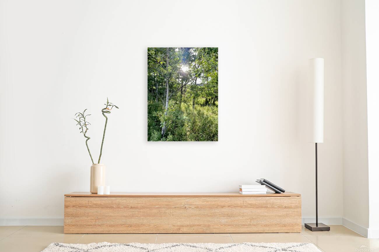 IMG 2048 White light through the Aspen trees Reproduction