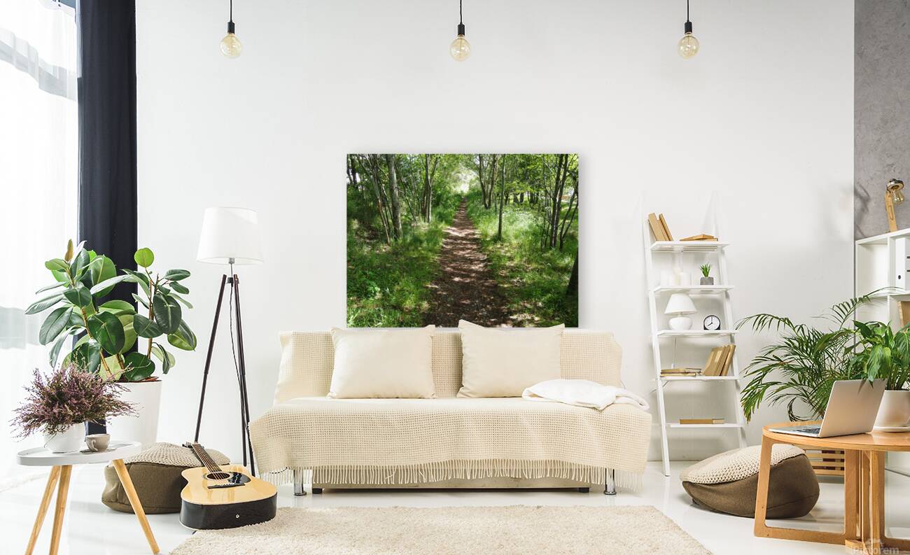 Light and Shadow on a Scottish Highlands Trail                                                                                                                      Reproduction