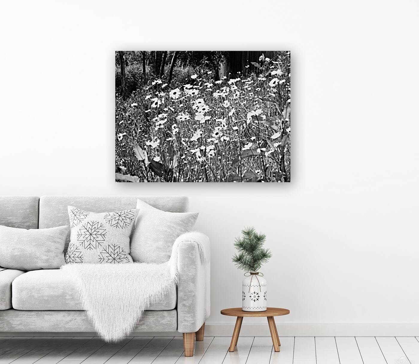  Scottish Highlands Monochrome Daises                                                                                                                     Reproduction