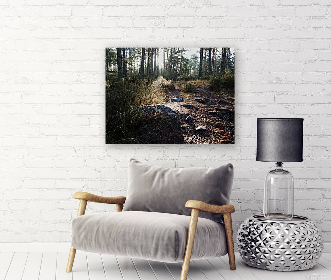 Sunlight on the Trail                                                                                                                      Reproduction