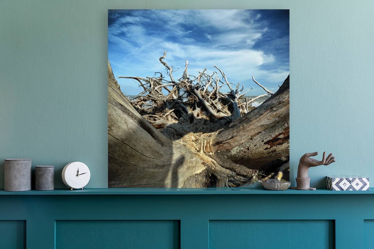 Eroticism at Driftwood Beach on Jekyll Island Reproduction