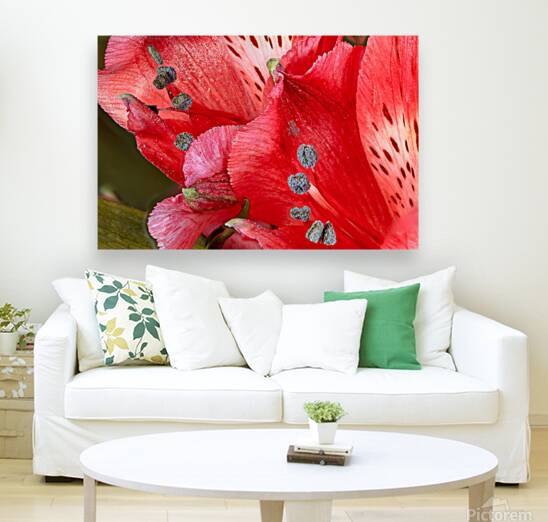 Red Alstroemeria
