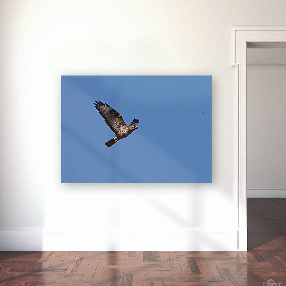 Common Buzzard