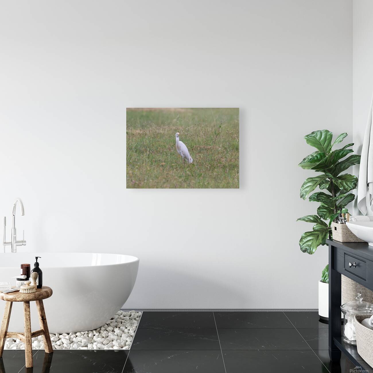 Cattle Egret