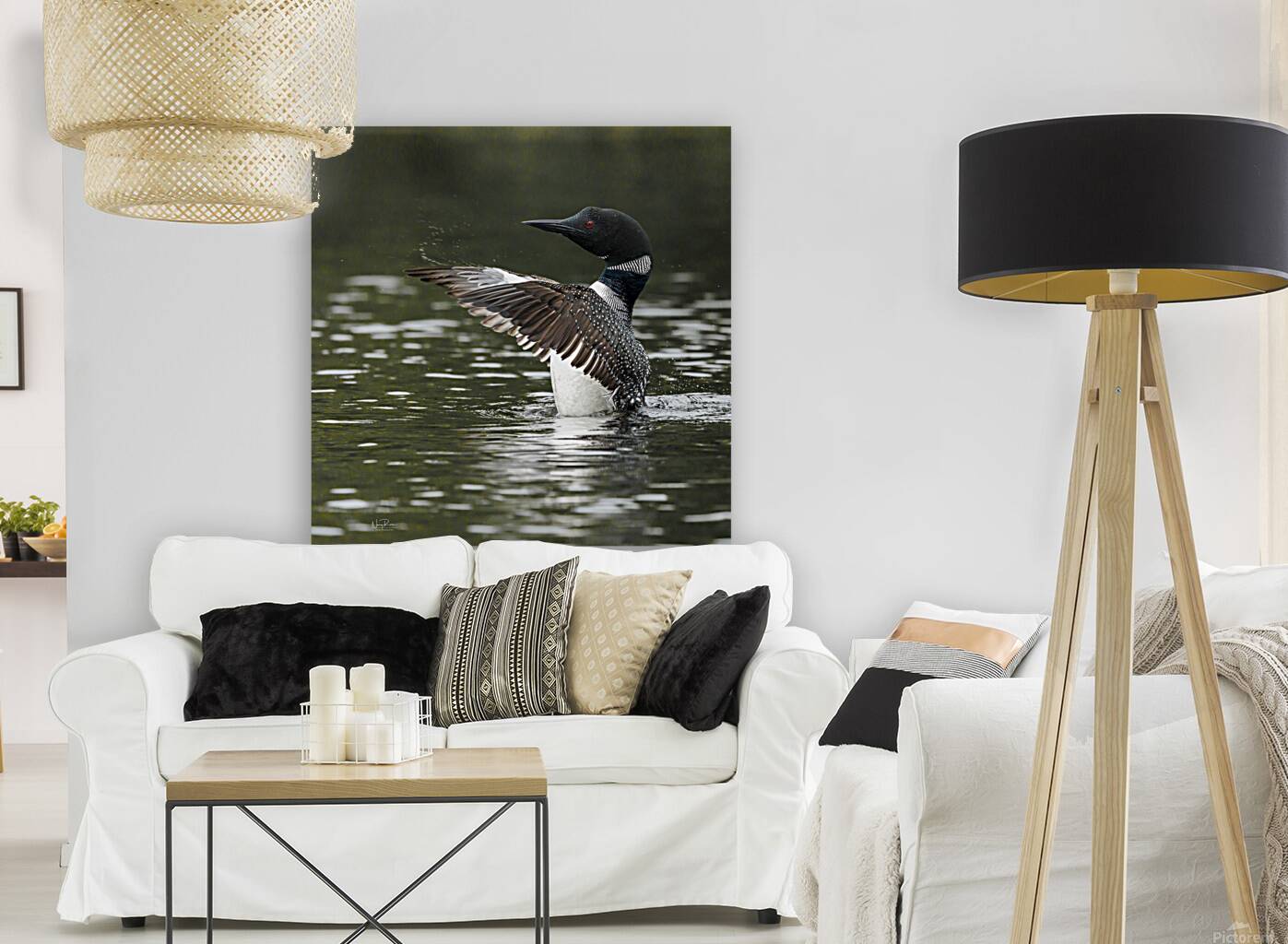 Common Loon 