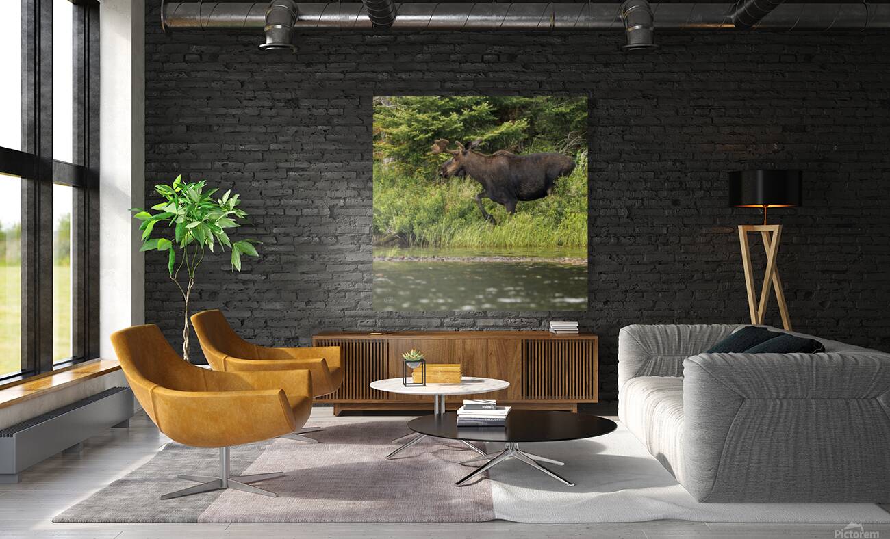 Bull Moose 