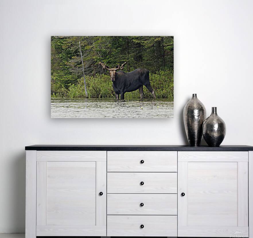 Bull Moose 
