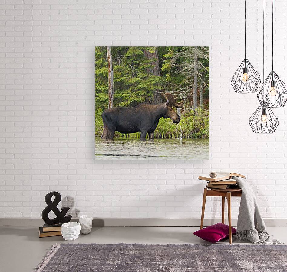 Bull Moose 