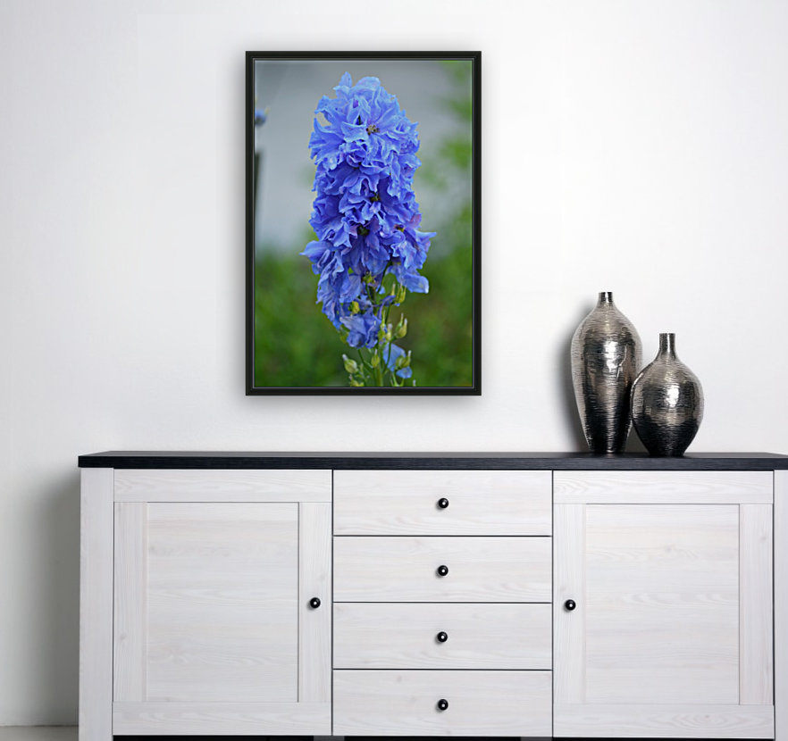 Blue Delphinium - Pacific Giant Reproduction