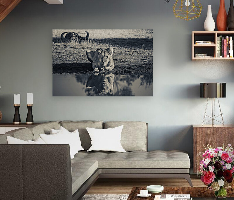 Lioness at the Watering Hole Reproduction