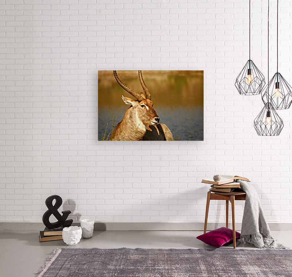 AdriaanPrinsloo 9455 Reproduction