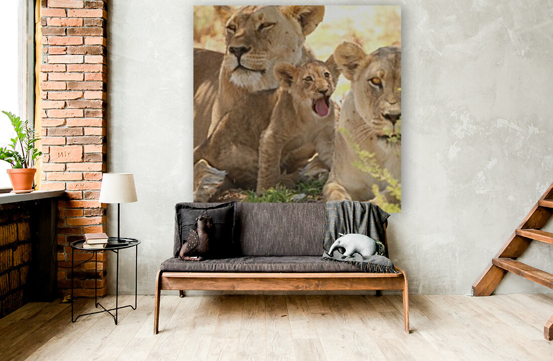 AdriaanPrinsloo 6659 Reproduction