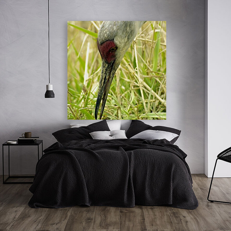 Sandhill Crane Reproduction