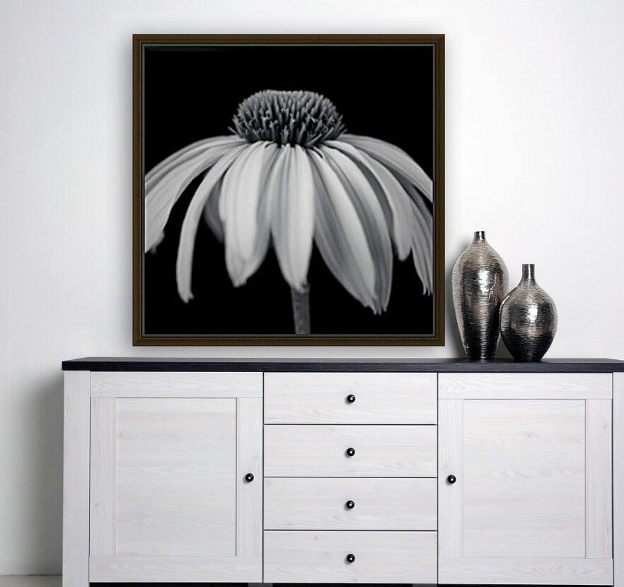 Coneflower close-up Reproduction