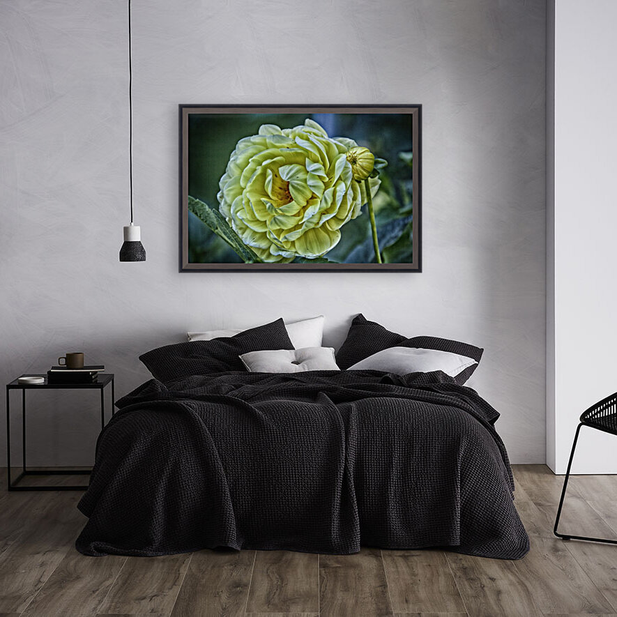 yellow dahlia Reproduction