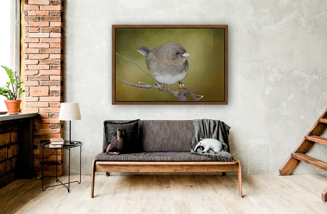 Dark Eyed Junco with Texture Reproduction