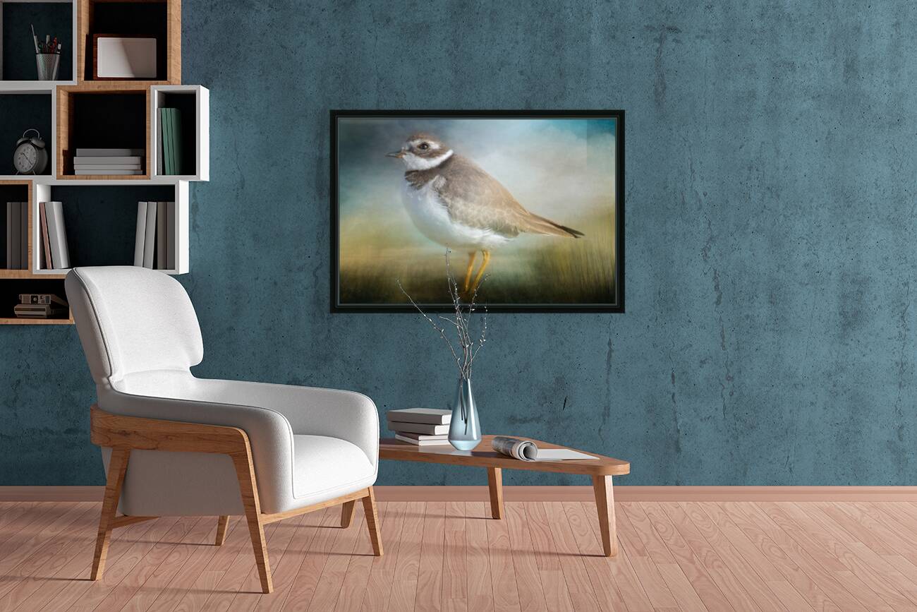 Semipalmated Plover Reproduction