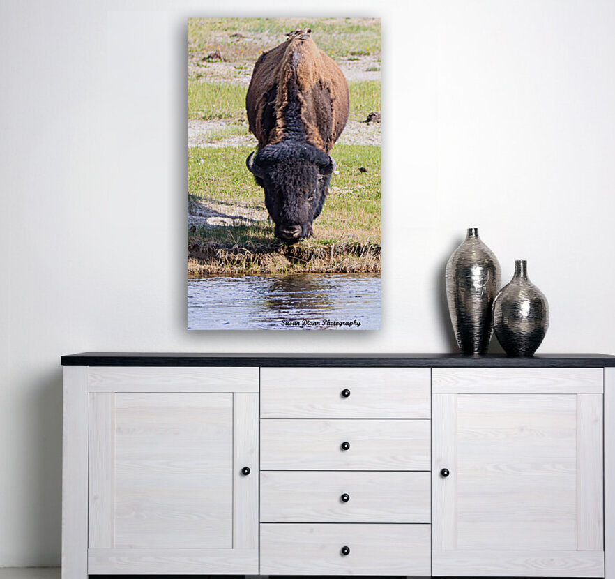 Bison-Reflections Reproduction