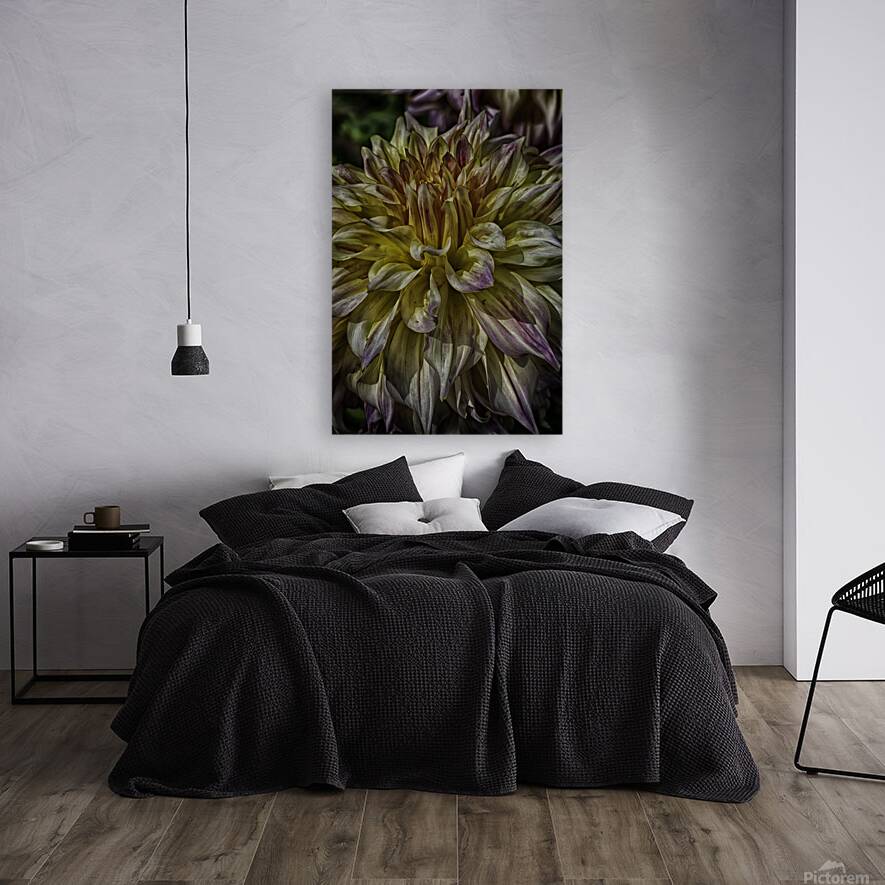 dahlia one Reproduction